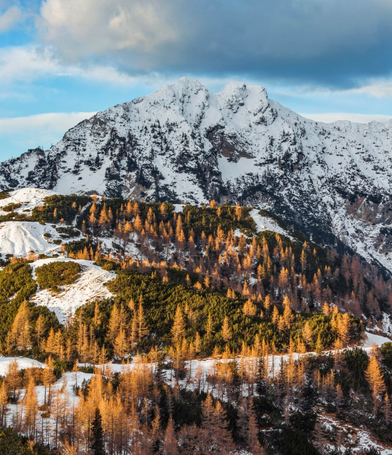 Verschil douglas hout en lariks hout
