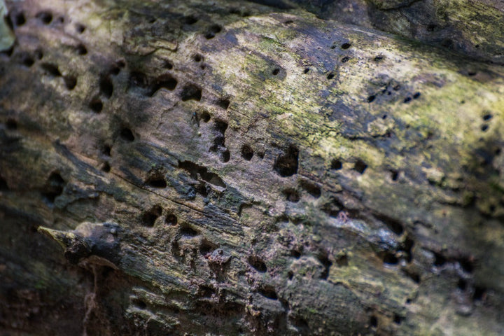 Douglas hout en houtworm: wat kun je doen?