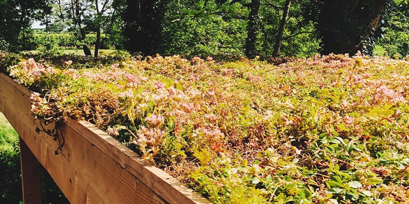 groen dak op dak
